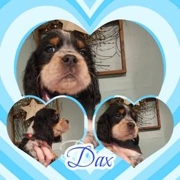 Frosty - Black white and tan male English Springer Spaniel puppy in Westover, Maryland from Sterling's springer Haven