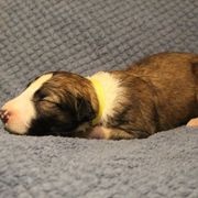 Borzoi Puppies from Pagosa Borzoi