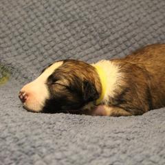 Borzoi Puppies from Pagosa Borzoi