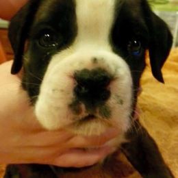 Boxer Puppies from Aleman Euro Boxers