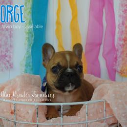 George O'Malley - Fawn male French Bulldog puppy in Loxahatchee, Florida from Blue Wonder Frenchies
