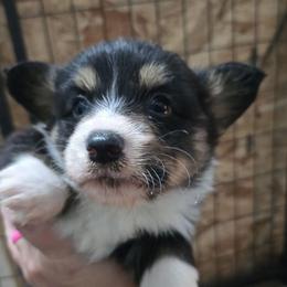 2 - Black and tan male Pembroke Welsh Corgi puppy in Necedah, Wisconsin from The 6Ks Paws and Hobbies