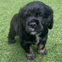 Boy 1 - Black white and tan male Cocker Spaniel puppy in Gadsden, Alabama from Rich Cat’s