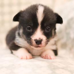 Onyx - Black and tan female Pembroke Welsh Corgi puppy in Plains, Montana from Diamond Corgis