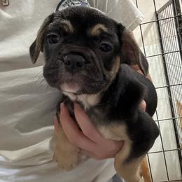 Stella - Black and tan female French Bulldog puppy in Springfield, Missouri from Taylor