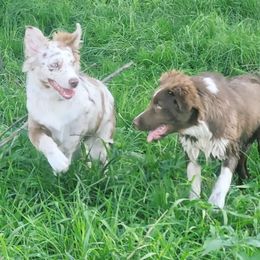 Australian Shepherd Puppies from Diamond Aussies N the Rough