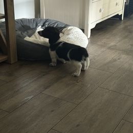 Dachshund Puppies from Queen Bee Doxies