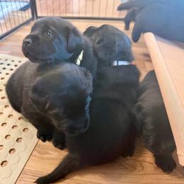 Orange Collar - Maple - Black female Labrador Retriever puppy in Lowell, Arkansas from Riverbourne Labradors
