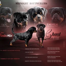 MKs Eva - Black and mahogany female Rottweiler puppy in Phoenix, Arizona from Midnight Rottweilers