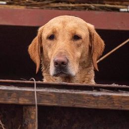 Labrador Retrievers from Ducktown Retrievers