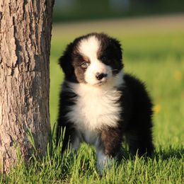 Australian Shepherd and German Shorthaired Pointer Puppies from Twin lakes ridge farm