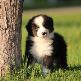 Australian Shepherd and German Shorthaired Pointer Puppies from Twin lakes ridge farm
