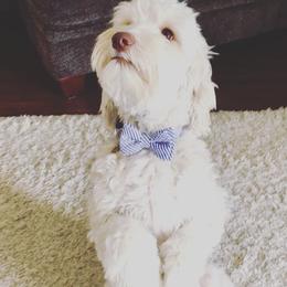 Australian Labradoodle All Grown Up from Chestnut Hill Australian Labradoodles