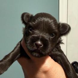 Lulu's Liver beauty - Liver female Miniature Schnauzer puppy in Forest, Virginia from Prestige Kennel LLC