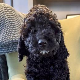 Midnight - Black male Goldendoodle puppy in Toronto, New York from GTA Mapledoodles