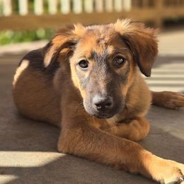 Mini Pepper - Black white and tan female Xoloitzcuintli puppy in Ethridge, Tennessee from Royalty Reigns Xolos