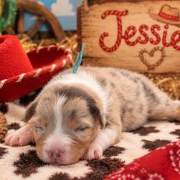 Jessie - Red merle female Australian Shepherd puppy in Placerville, California from BFF Aussies