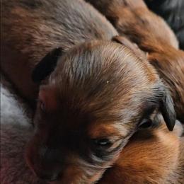 Max - Chocolate and tan male Dachshund puppy in Strong, Arkansas from Dachshunds R Us