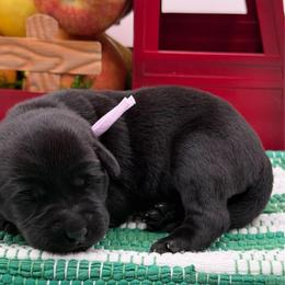 Pink - Black female Labrador Retriever puppy in Heath Springs, South Carolina from Rich Hill Retrievers