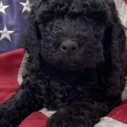 Turquoise Collar (Female) - Black Goldendoodle puppy in Ozark, Arkansas from Mulberry River Poodles and Doodles, LLC.