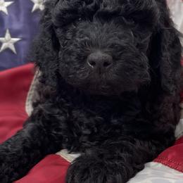 Turquoise Collar (Female) - Black Goldendoodle puppy in Ozark, Arkansas from Mulberry River Poodles and Doodles, LLC.