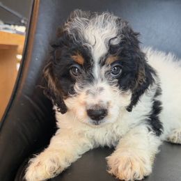Sasha - Black and white female Aussiedoodle puppy in Lowville, New York from Adirondack Labradoodles