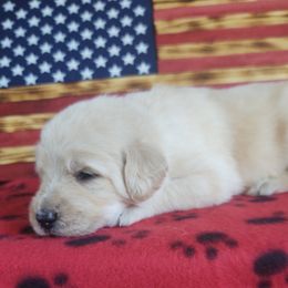 Labradoodle Puppies from Loveable Labradoodles and Poodles of Scotch Hollow