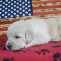 Labradoodle Puppies from Loveable Labradoodles and Poodles of Scotch Hollow