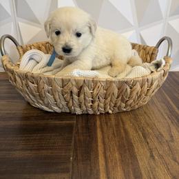 Blue collar - Light golden male Golden Retriever puppy in Radcliff, Kentucky from It’s A Golden Life