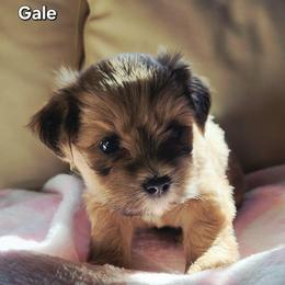 Gale - Brown male Lhasa Apso puppy in Jefferson, New York from Absolute Lhasa Love