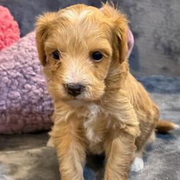 Lucky - Apricot male Cavapoo puppy in Hayden, Alabama from Agape Southern Farms