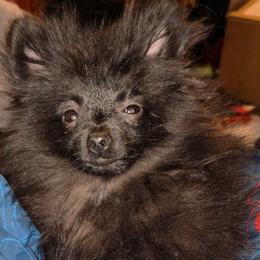 Hunnibunnies Minnie - Black female Pomeranian puppy in Cleveland, Ohio from Hunnibunnies