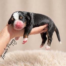 Ezra - Tri-color male Bernese Mountain Dog puppy in Lecanto, Florida from Lecanto Puppy