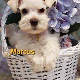 Miniature Schnauzer Puppies from Mountain View Schnauzers