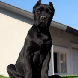 Male 2 - Black male Cane Corso puppy in California from Donato Kennels