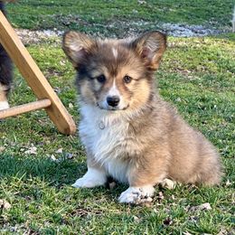 Purple Collar Girl Wren - Sable Pembroke Welsh Corgi puppy in Paris, Kentucky from Flat Run Corgis