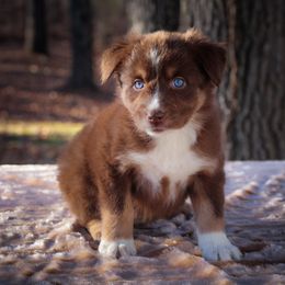Mist - Red tri-color Australian Shepherd puppy in Coldwater, Michigan from Northern Star Australian Shepherds