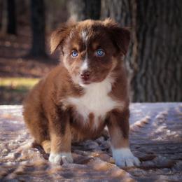 Mist - Red tri-color Australian Shepherd puppy in Coldwater, Michigan from Northern Star Australian Shepherds
