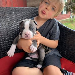 American Staffordshire Terrier Puppies from America's Best