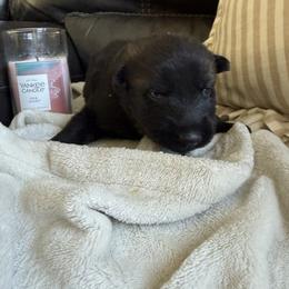 Female 4 - Sable female German Shepherd puppy in Denver, Colorado from Morales Kennels