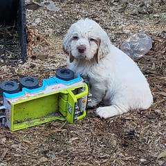 Clumber Spaniel and Irish Red and White Setter Puppies from NyaStar & Chequamegon