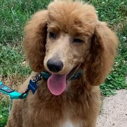 Goldendoodles from Port City Pups