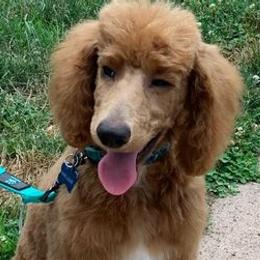 Goldendoodles from Port City Pups