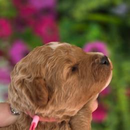 Juliet - Red  female Goldendoodle puppy in Vernon, Texas from Sugarland's Texas Goldendoodles