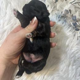 Girl 2 - Black and white female Shih Tzu puppy in Tenino, Washington from Fantasy Realm Shih Tzus