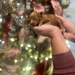 Berry - Red female Bernedoodle puppy in Alabama from Peach & Pawmetto Doodles