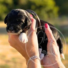 Grey - Tri-color male Bernedoodle puppy in Rockwall, Texas from Glory Doodles