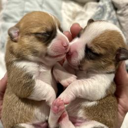 Pembroke Welsh Corgi Puppies from Pembroke Welsh Corgis at Belle Haven
