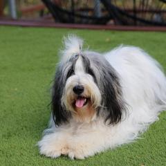 Polish Lowland Sheepdog All Grown Up from Ponavie PONs
