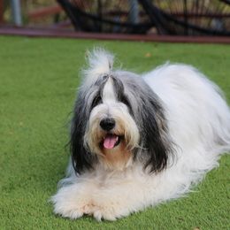 Polish Lowland Sheepdog All Grown Up from Ponavie PONs